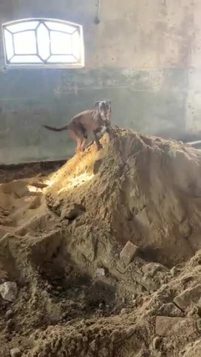 Frank helps with the digging.