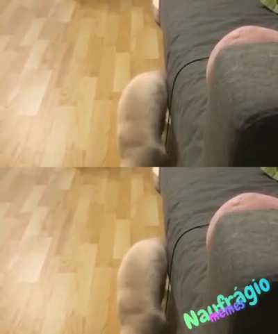 Felino desesperado