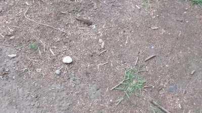 Jokin' Around About Shrooms