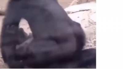 A cool monkey spinning