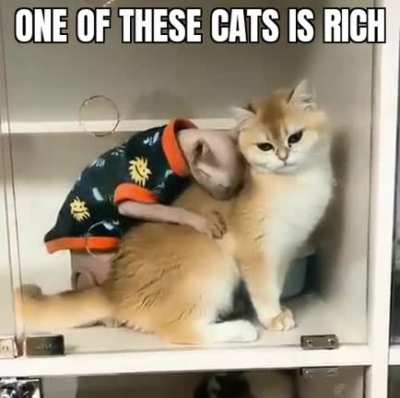 Sugar kitty