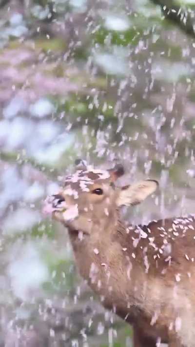 A deer enjoying cherry blossoms in Nara, Japan.