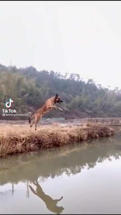 Good boi