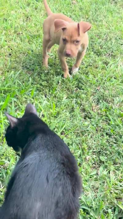 Pup just made 2 months, Kitty 2 years.
