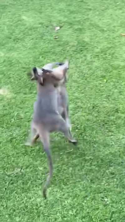 Kangaroos turned my yard into boxing ring (K.O. at end) 🥊