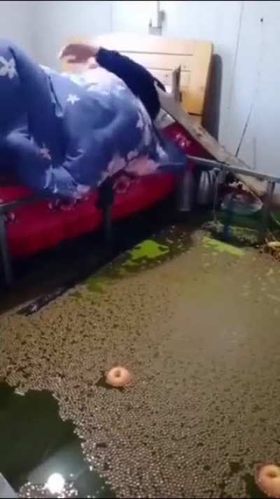 water(melon)