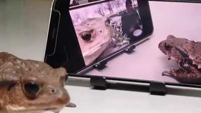 Frog Vibin