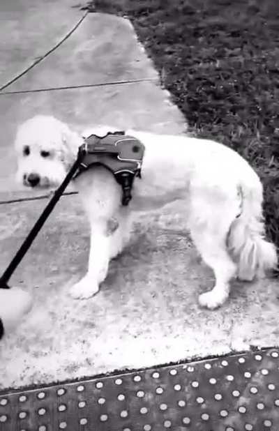 Walking goofy