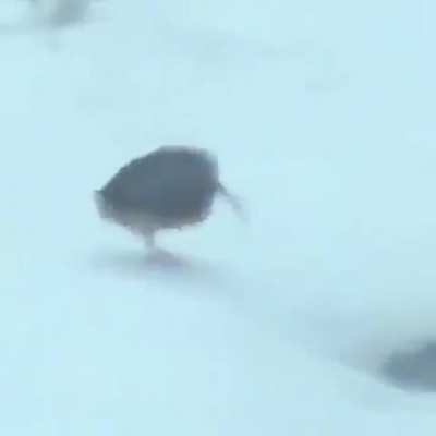 nice moves