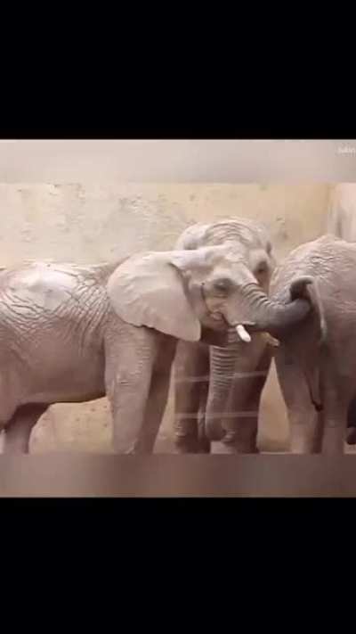 Thanks, I hate elephants