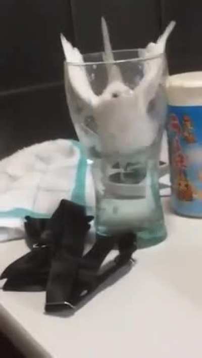 Birb being a derp