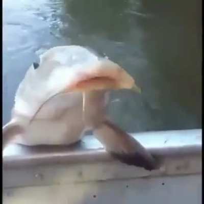 Fish, what he doing tho 😳