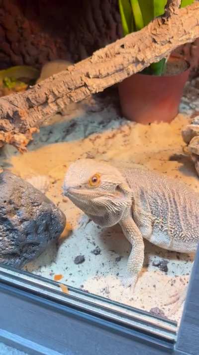My boy didnt even chew