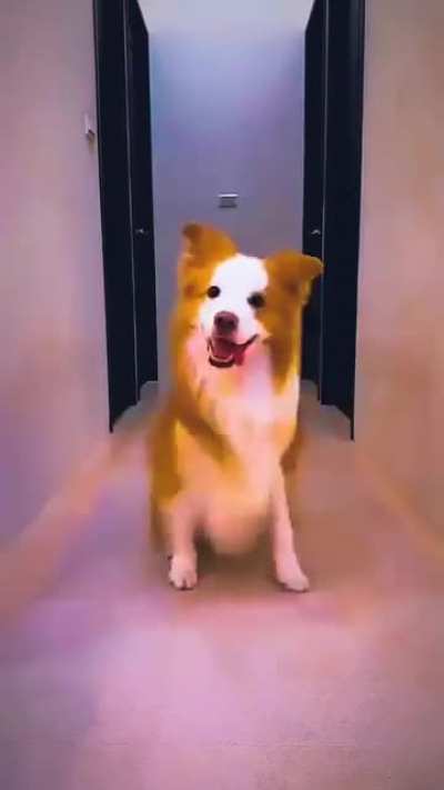 Dog dancing skills
