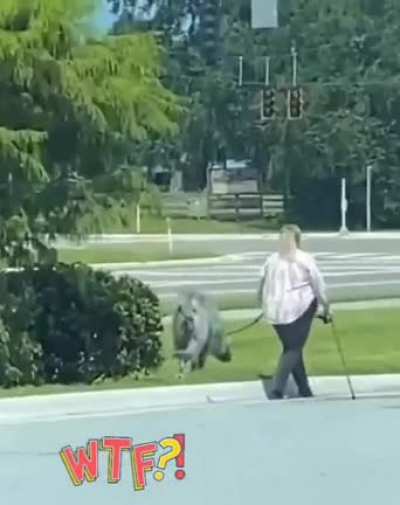 Irish wolfhound