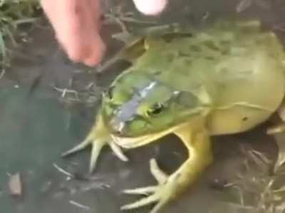 REEEEEE