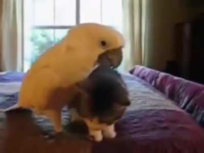 The parrot