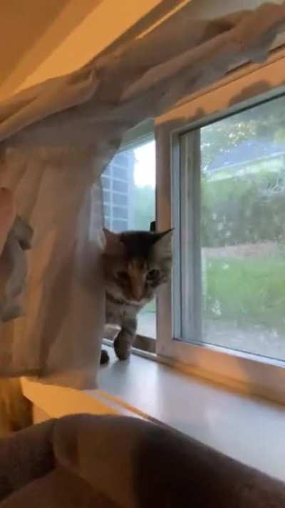 My cat vs neighbour cat