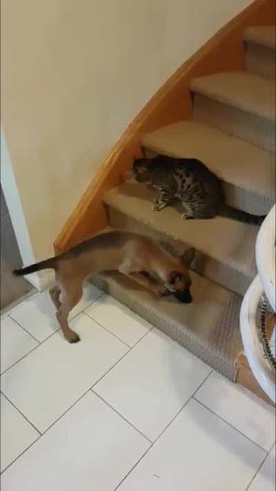 Introduced my dog to my parents animals 2 years ago.