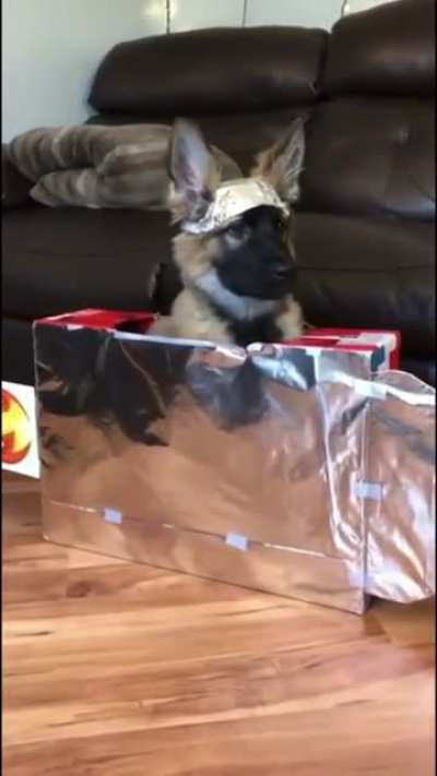 🐕 🚀 🌝
