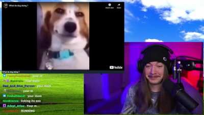Ayo who the dog doin?