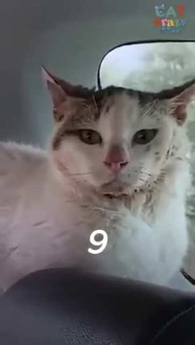 Watch a hissing feral cat fall in love with the guy who rescued him
