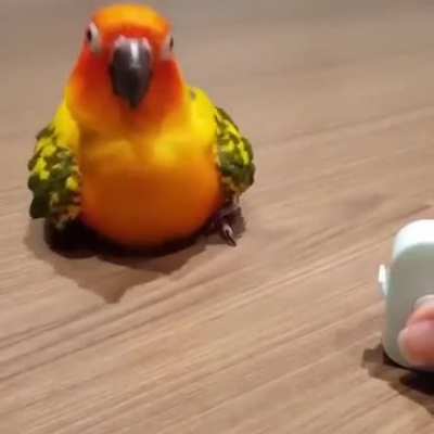 Bird dance