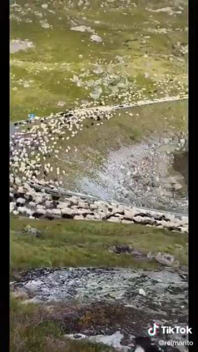 Pissing off some sheep