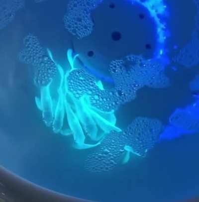 To better study pollutants impact on fish organs, scientists in Taiwan added jellyfish genes to carp fish DNA and these glowing fish are the result