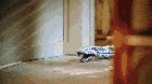 I’m like 99% sure this is how to kill a snake