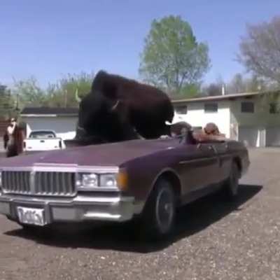 I bet this guy gets invited to a lot of parades.