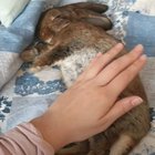 Just wanted to share my baby bunny with you all! ❤
