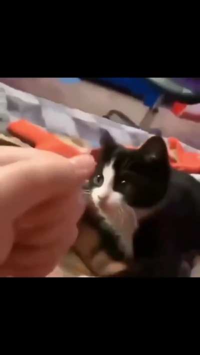 FORBIDDEN WUNKY MOVE