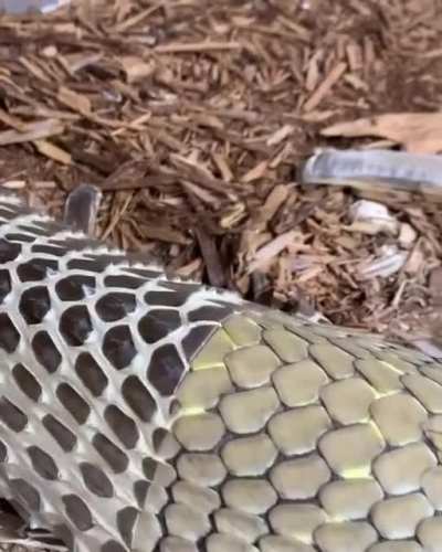 Shedding skin