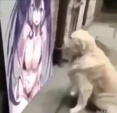 What the dog....