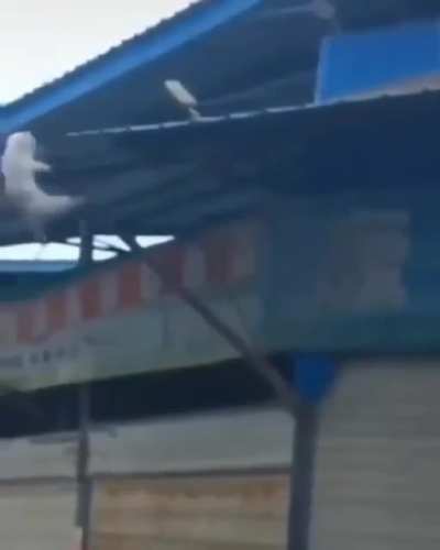 cat falling perfectly maneuver