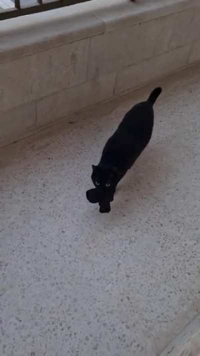 My cat steals the neighbor's socks for me as a 