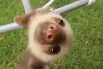 Éē....åā