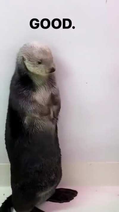Sea otters have 