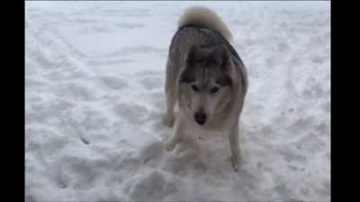 husky saying No