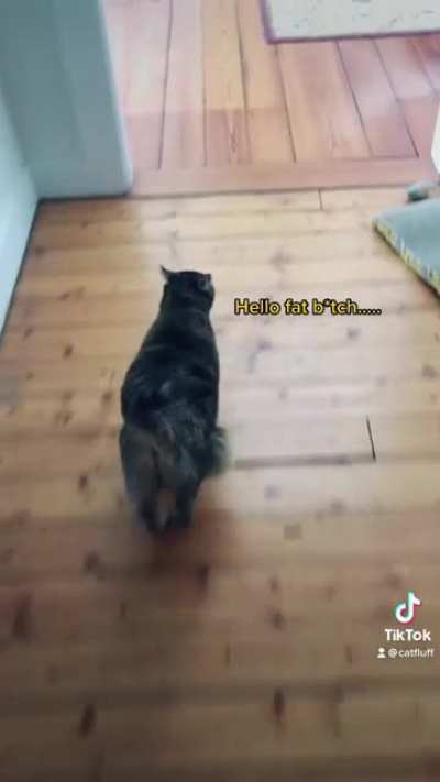My cat is the star of primordial pouch tiktok - variation on “here comes the boy” meme
