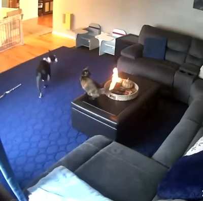 Cat doesn't know how to react when its tail catches fire