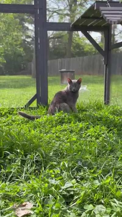 Sun kitties