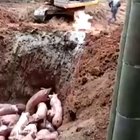 Bacon