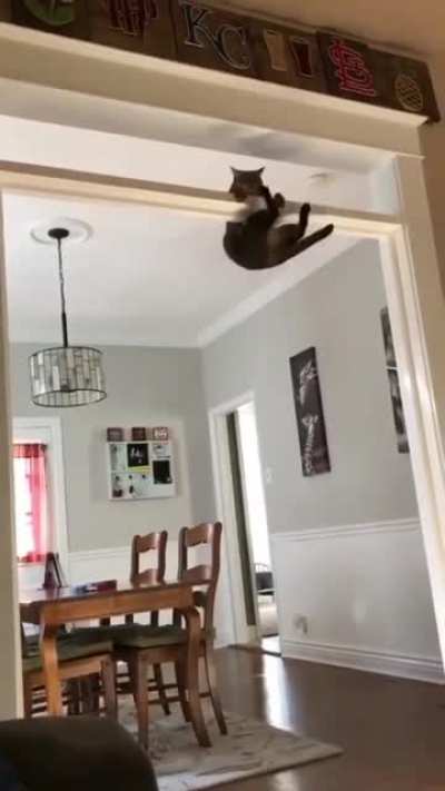 Can any hooman athlete do this?
