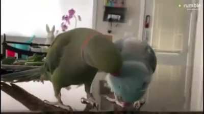 cute parrots :)