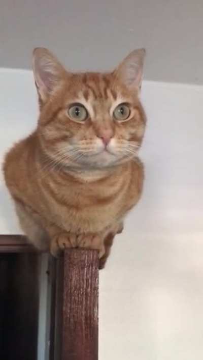 Meu gato tá bugado