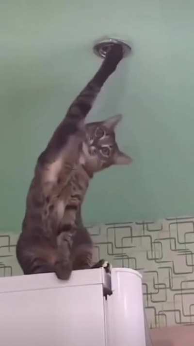 I don’t think this cat is okay