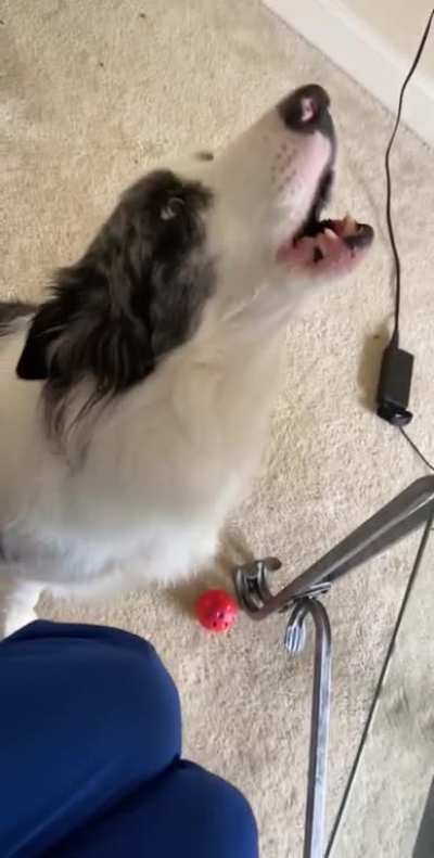 My Riley Roo likes to sing. Anyone else’s BC musically talented?