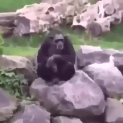 monke